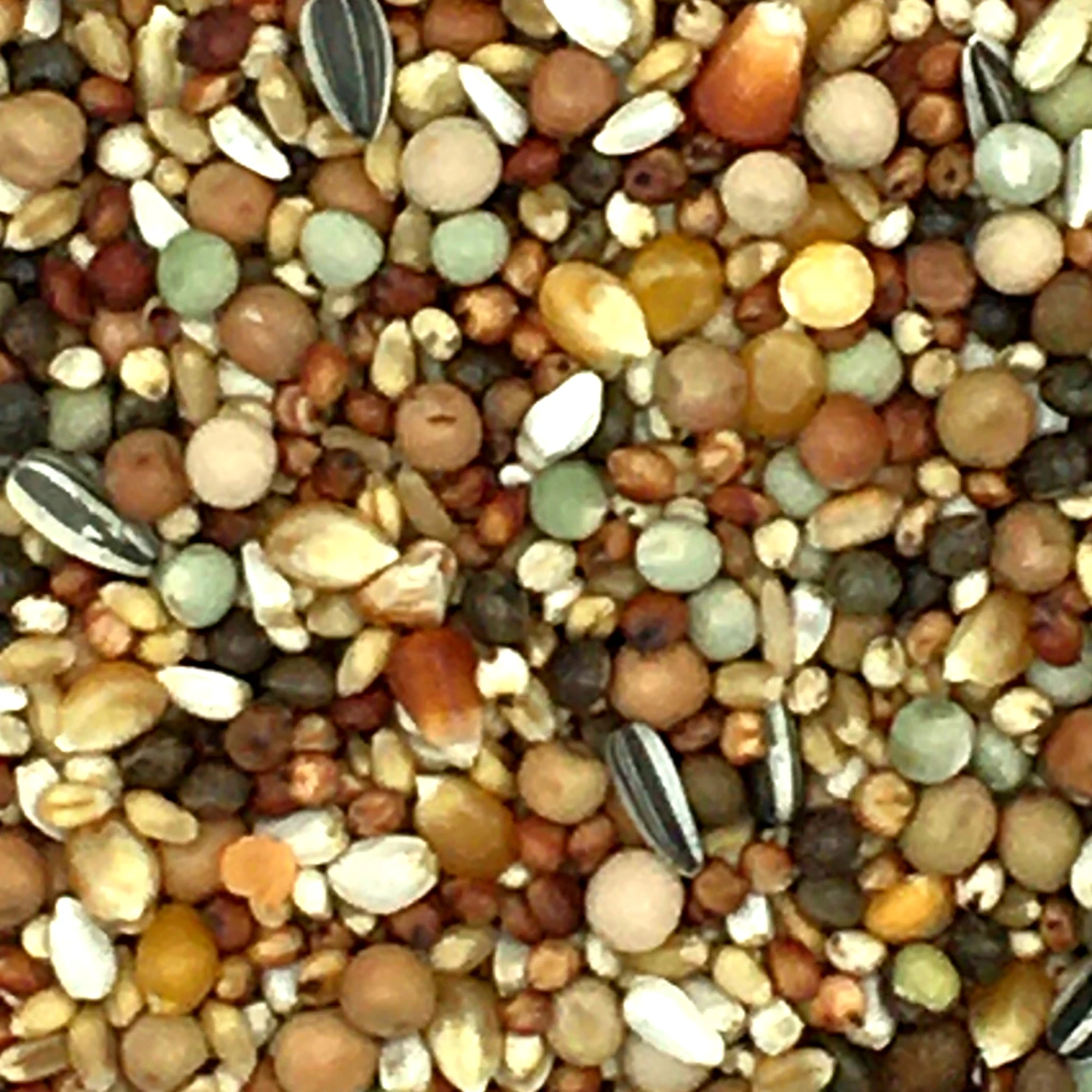 Beyers 49 - Olympia Zucht- & Jungtauben Mit Mais 25kg 1 Beyers 49 - Olympia Zucht- & Jungtauben Mit Mais 25kg