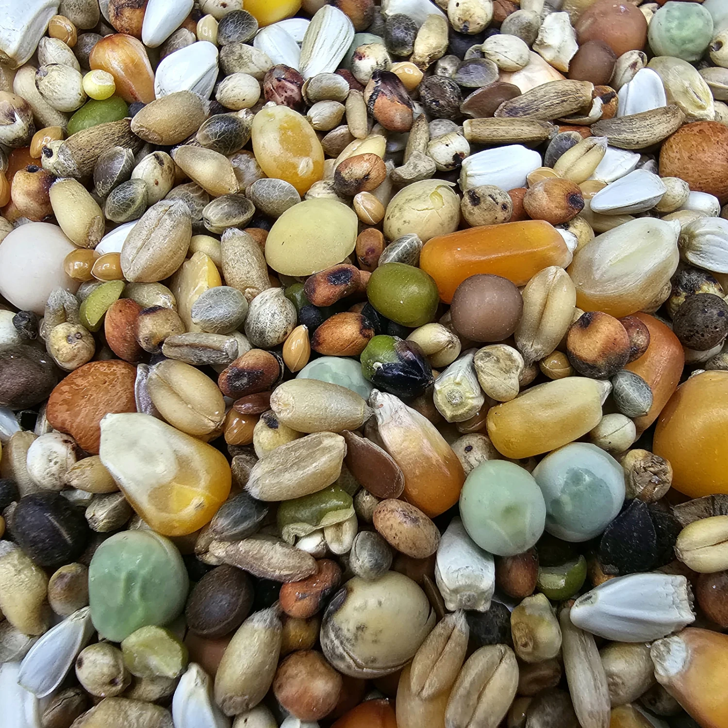 Versele Zucht Active Life 25kg 1 Versele Zucht Active Life 25kg